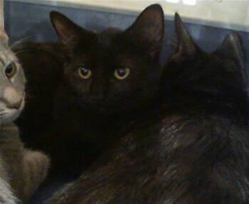 A1269233 -  Domestic Short Hair Cat for Adoption in Charlotte, North Carolina - A1269233 | PetCurious