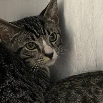Domestic Medium Hair Cats Available for Adoption in Auburn, Alabama - Jelly | PetCurious