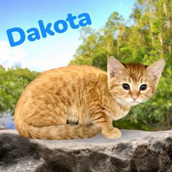 Domestic Short Hair Cats Available for Adoption in Visalia, California - DAKOTA | PetCurious