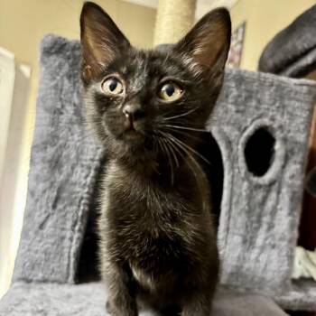 Gretchen -  Domestic Short Hair Cat for Adoption in Starkville, Mississippi - Gretchen | PetCurious