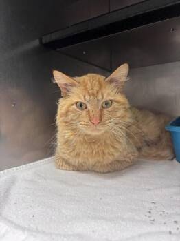 Domestic Long Hair Cats Available for Adoption - Waffle | PetCurious