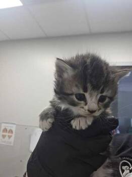 Federer -  Domestic Medium Hair and Domestic Short Hair Cat Available for Adoption in Sevierville, Tennessee - Federer | PetCurious
