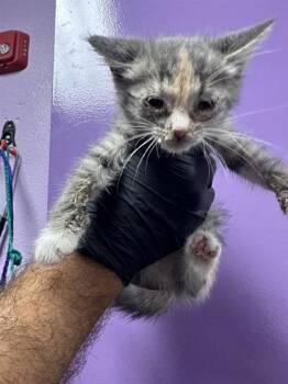Domestic Short Hair Cats Available for Adoption in El Paso, Texas - 60954429 | PetCurious