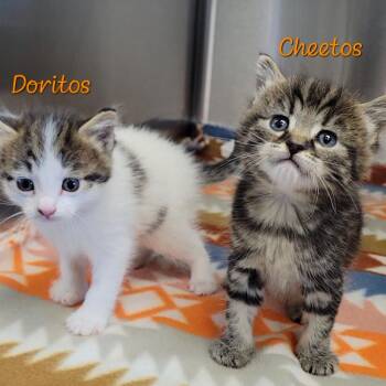 Domestic Short Hair Cats Available for Adoption in Parkersburg, West Virginia - Doritos | PetCurious
