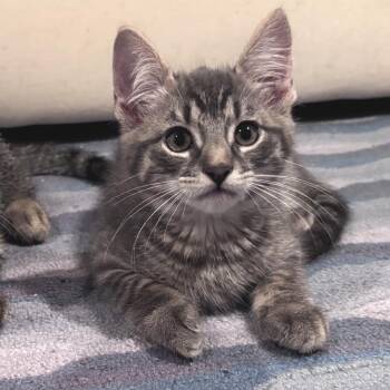 Border Collie -  Domestic Short Hair Cat for Adoption in Hopkinton, Massachusetts - Border Collie | PetCurious