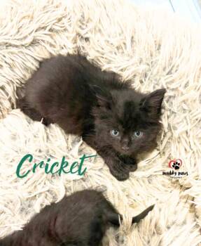 After Dark Litter:  Cricket -  Domestic Medium Hair Cat for Adoption in Council Bluffs, Iowa - After Dark Litter:  Cricket | PetCurious