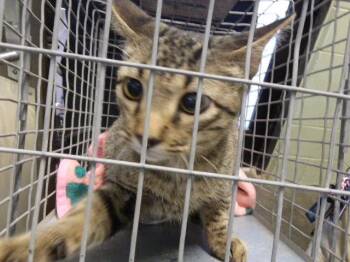 DALE -  Domestic Medium Hair Cat for Adoption in Tulsa, Oklahoma - DALE | PetCurious