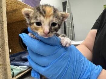 Sorbet -  Domestic Short Hair Cat for Adoption in Daytona Beach, Florida - Sorbet | PetCurious