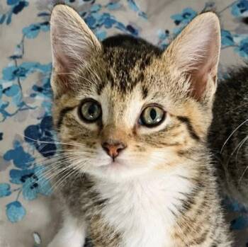 Aria (AO36529) -  Domestic Short Hair Cat for Adoption in Kansas City, Kansas - Aria (AO36529) | PetCurious