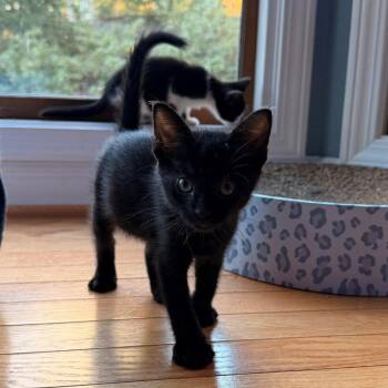 Manwich -  Domestic Short Hair Cat for Adoption in Candler, North Carolina - Manwich | PetCurious