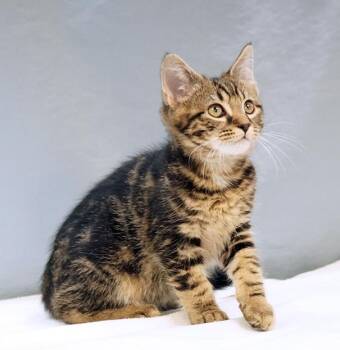 William -  Domestic Medium Hair Cat for Adoption in Maynardville, Tennessee - William | PetCurious