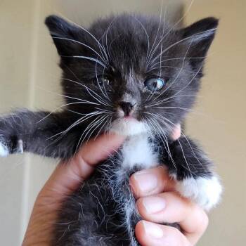 Domestic Short Hair Cats Available for Adoption in Nampa, Idaho - Buzz | PetCurious
