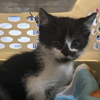 Bunny -  Domestic Medium Hair Cat for Adoption in Saugerties, New York - Bunny | PetCurious