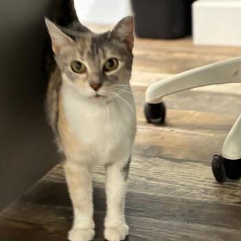 Meredith -  Domestic Short Hair Cat for Adoption in Shelbyville, Indiana - Meredith | PetCurious
