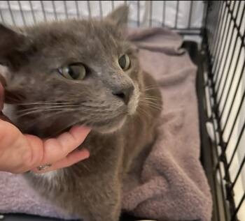 Russian Blue and Domestic Short Hair Cats Available for Adoption in Chicago, Illinois - Hopper | PetCurious