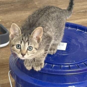 Margot -  Tabby Cat for Adoption in Oriental, North Carolina - Margot | PetCurious