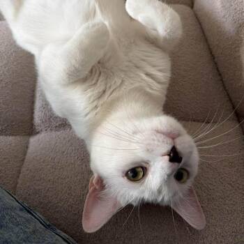 Matty -  American Shorthair Cat for Adoption in Oceanside, New York - Matty | PetCurious