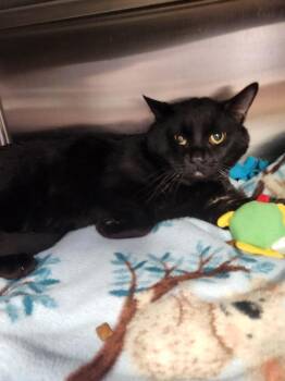 Namaste -  Domestic Short Hair Cat Available for Adoption in Grand Forks, North Dakota - Namaste | PetCurious