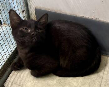 Rescue Domestic Short Hair Cats for Adoption in Louisa, Kentucky - SNUGGLES | PetCurious