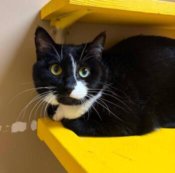 Lucy Lou -  Domestic Short Hair Cat for Adoption in Maryville, Missouri - Lucy Lou | PetCurious