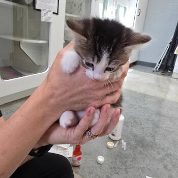 Domestic Short Hair Cats Available for Adoption in Jasper, Indiana - Shiitake | PetCurious