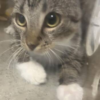 Chipotle -  Domestic Short Hair Cat for Adoption in Philadelphia, Pennsylvania - Chipotle | PetCurious