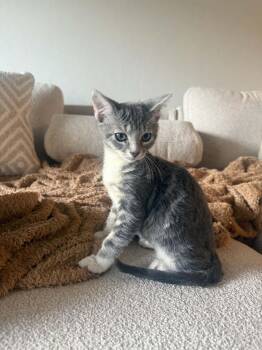 Bronx 2 -  Domestic Short Hair Cat for Adoption in Tucson, Arizona - Bronx 2 | PetCurious