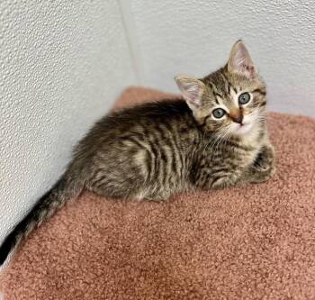 Parfait -  Domestic Short Hair Cat for Adoption in Clinton, South Carolina - Parfait | PetCurious