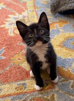 American Shorthair Cats Available for Adoption in Beaverton, Oregon - Dane | PetCurious