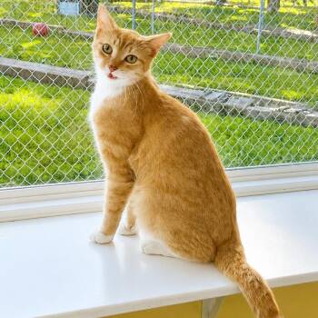 Raphael -  Domestic Short Hair Cat for Adoption in Jamestown, North Dakota - Raphael | PetCurious