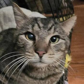 Domestic Short Hair Cats Available for Adoption in Merrifield, Virginia - Mike Tyson Hudson | PetCurious