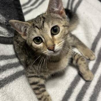 Venus -  Domestic Short Hair Cat for Adoption in Winston-salem, North Carolina - Venus | PetCurious
