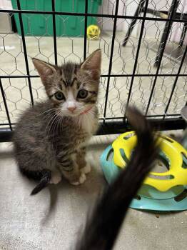 Rescue Domestic Short Hair and Tabby Cats for Adoption in Stover, Missouri - Red | PetCurious