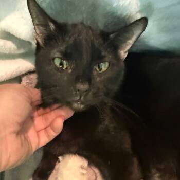 Rescue Domestic Short Hair Cats for Adoption in Lee