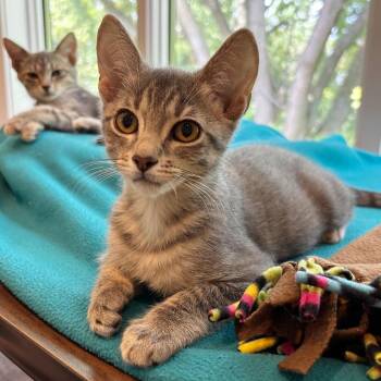 Christopher C71000 -  American Shorthair Cat for Adoption in Minnetonka, Minnesota - Christopher C71000 | PetCurious