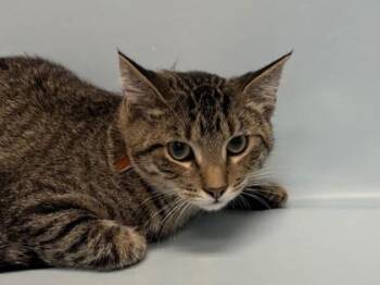 Hubert -  Domestic Short Hair Cat for Adoption in Golden Valley, Minnesota - Hubert | PetCurious