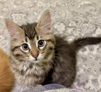 Tabby and Domestic Short Hair Cats Available for Adoption in Vaughan, Ontario - Wrigley | PetCurious