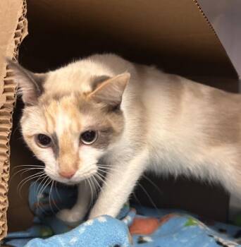 Domestic Short Hair Cats Available for Adoption in Des Moines, Iowa - Asteria | PetCurious