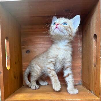 Rescue Tabby Cats for Adoption in Lawrenceville, Georgia - Oogie Boogie | PetCurious