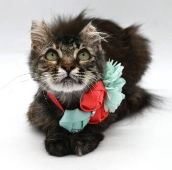 Olympia -  Domestic Medium Hair Cat for Adoption in Elmsford, New York - Olympia | PetCurious