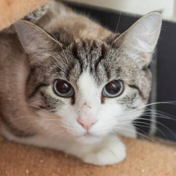 Cove -  Domestic Short Hair Cat for Adoption in Middletown, Rhode Island - Cove | PetCurious