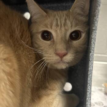 Domestic Short Hair Cats Available for Adoption in Greenville, South Carolina - Taloos | PetCurious