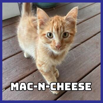 Mac-N-Cheese -  Domestic Medium Hair Cat for Adoption in Glenwood, Minnesota - Mac-N-Cheese | PetCurious