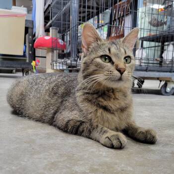April -  Domestic Short Hair Cat for Adoption in Clarinda, Iowa - April | PetCurious
