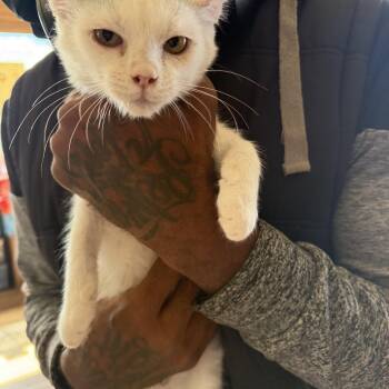 Mr. Beast -  Domestic Short Hair Cat for Adoption in Deming, New Mexico - Mr. Beast | PetCurious