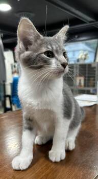 Remi -  Domestic Short Hair Cat for Adoption in Webster City, Iowa - Remi | PetCurious