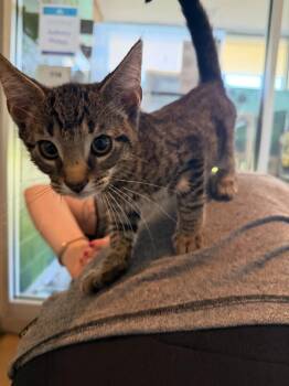 Hubba Bubba -  Domestic Short Hair Cat for Adoption in Hyde Park, New York - Hubba Bubba | PetCurious