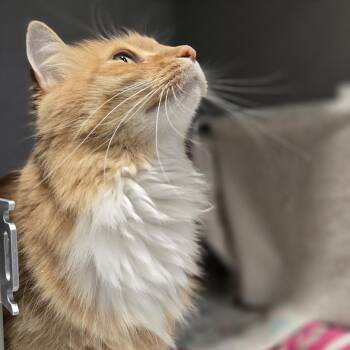 Louie -  Domestic Medium Hair Cat for Adoption in Pittsburgh, Pennsylvania - Louie | PetCurious