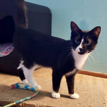 Domestic Short Hair Cats Available for Adoption in Fishers, Indiana - Batgirl | PetCurious