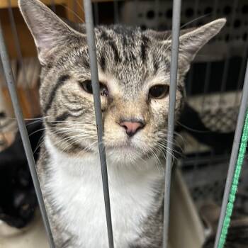 Minue -  Tabby and Dilute Tortoiseshell Cat for Adoption in New Orleans, Louisiana - Minue | PetCurious
